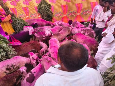 Sheep Goat Fest Mm