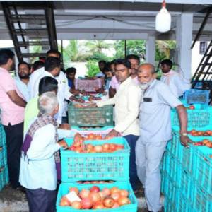Main_market_Pomogranate_auction_2_original
