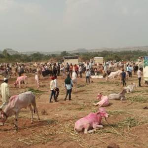 khillar_market_sm_original