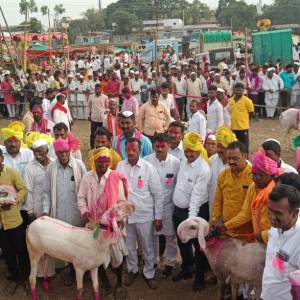 Sheep_Goat_fest_mm2_original