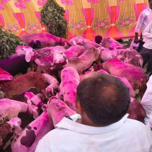 Sheep_Goat_fest_mm_original
